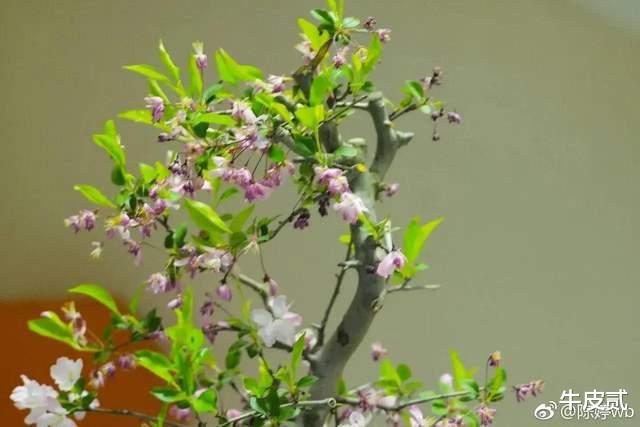 陈婷|陈婷：3个孩子是我的命根子，“地下”隐忍10年，总算苦尽甘来