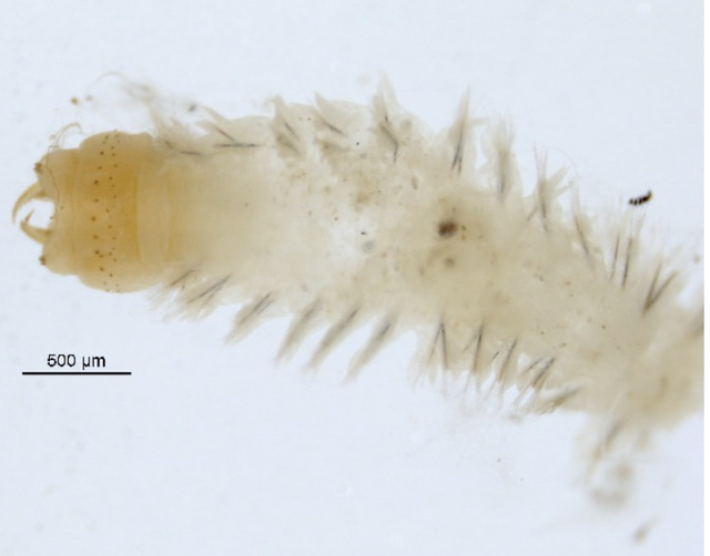海钓|黄金沙蚕 比目鱼魔法虫饵 日本海钓特效虫饵「 日本专业海钓书籍 」