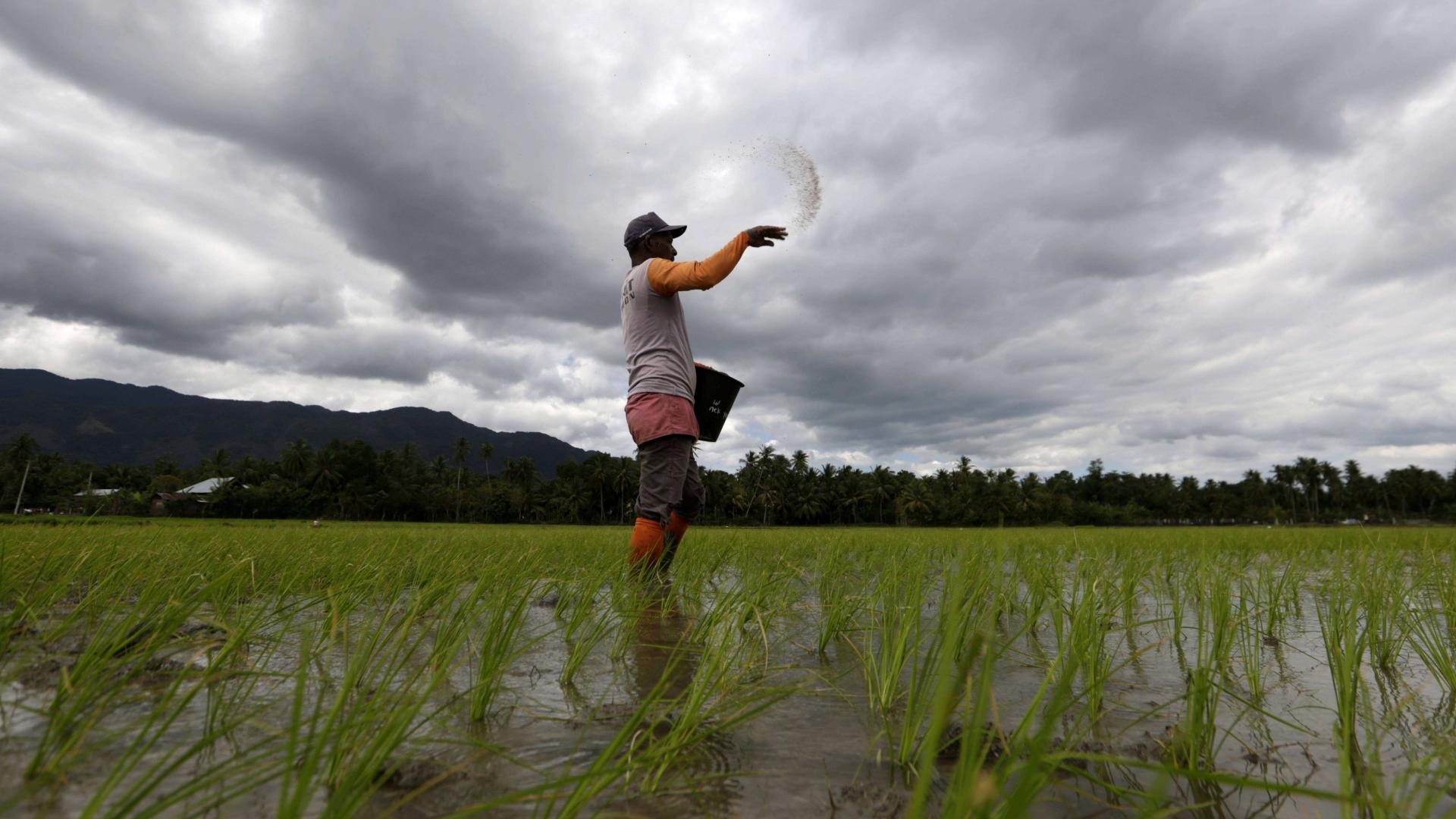 水稻氮肥施用过量了有什么后果？