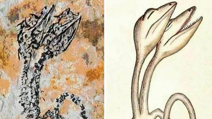 20个极为罕见的古生物化石，颠覆你对古代生物的想象