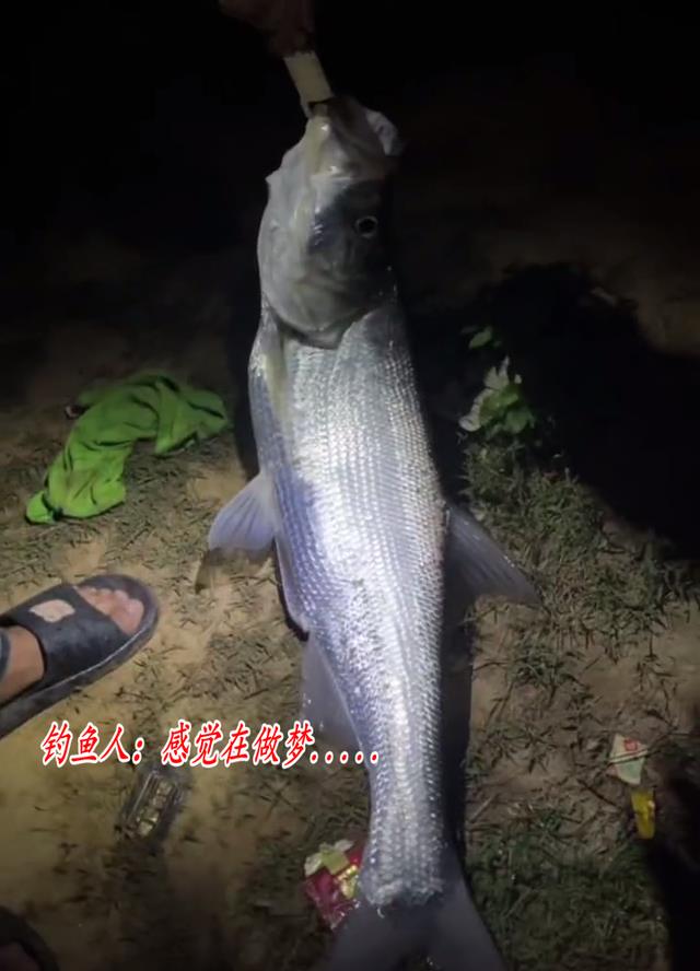 安徽钓鱼人夜晚钓起“河中翘嘴鱼王”,1.45米长20斤,网友:放生