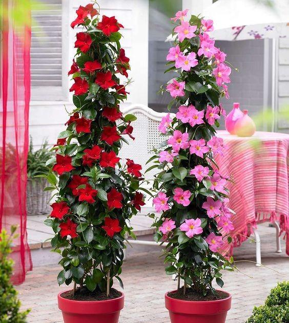 没有院子没有地,花盆上绕一圈钢丝,在阳台照样能打造个垂直花园