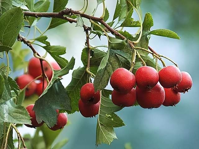 皮肤瘙痒|小山楂,大功效!不止能消食,还有这四个妙用你肯定不知道