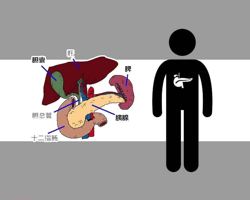 胰腺|只是吃一点就感到胃胀？除了肠胃不适，还可能是3个器官出现异常