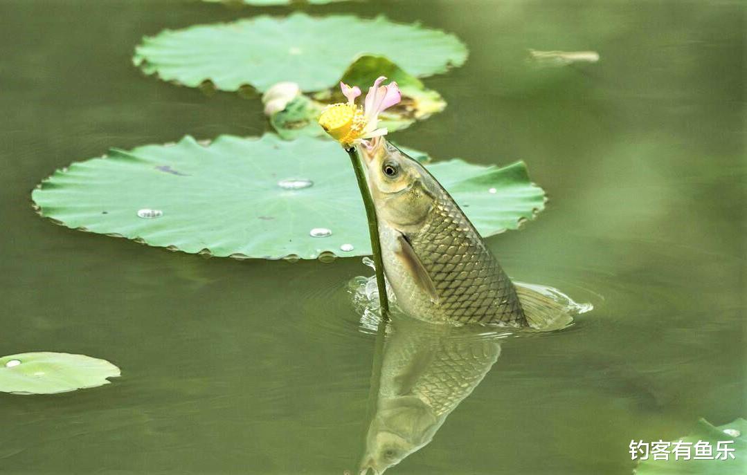 草鱼|钓鱼怎样才能知道水里有草鱼？用这几种饵料挂钩，草鱼连竿上