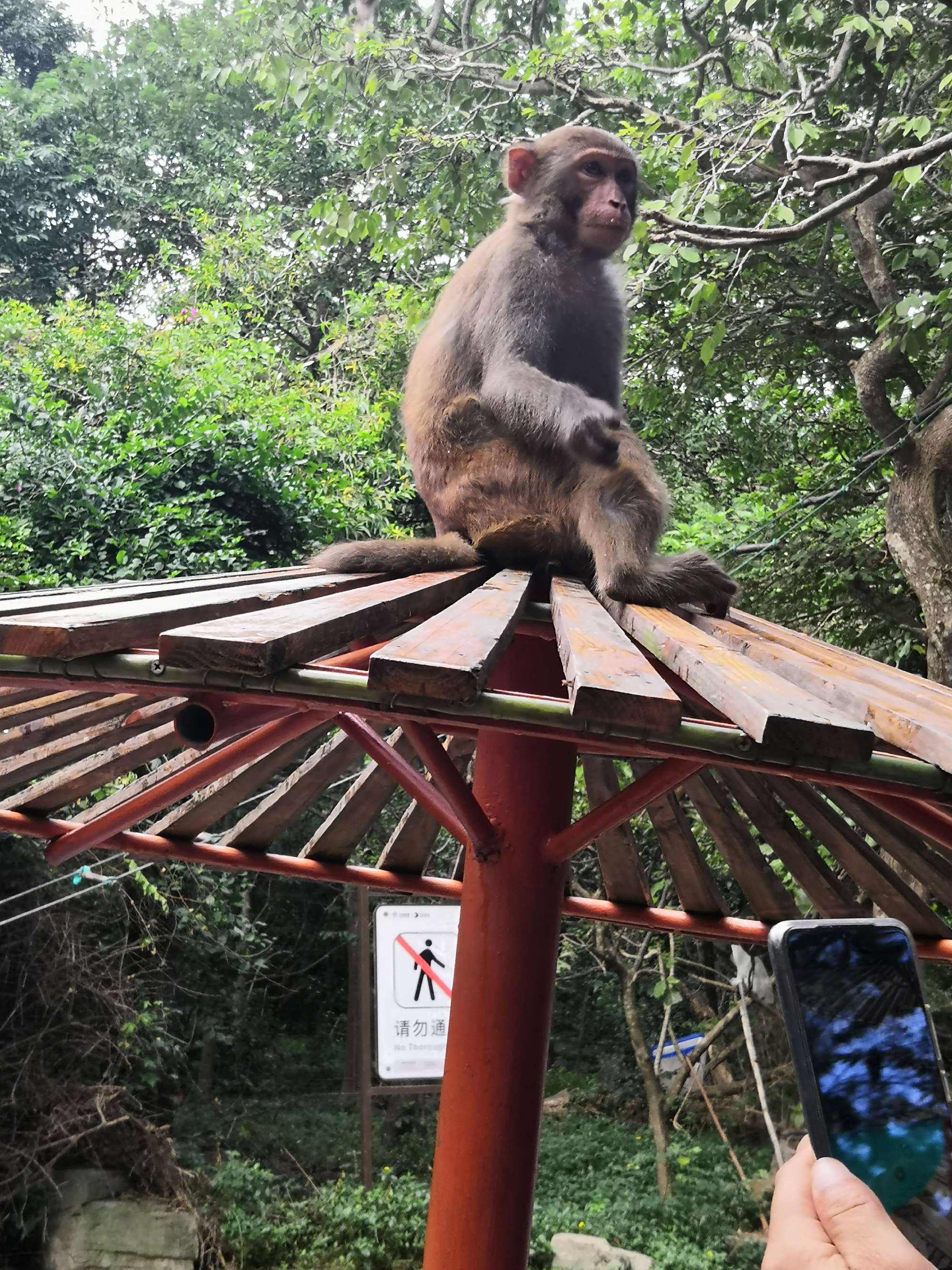 |想了解一下猴子吗,来看看南湾猴岛吧,保证你会大吃一惊