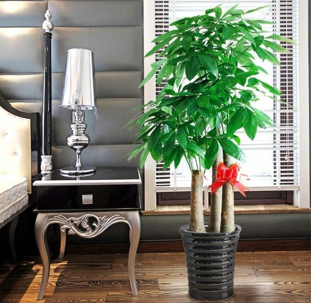 客厅养花“有讲究”,别随便,这6种,高档有格调,还能净化空气