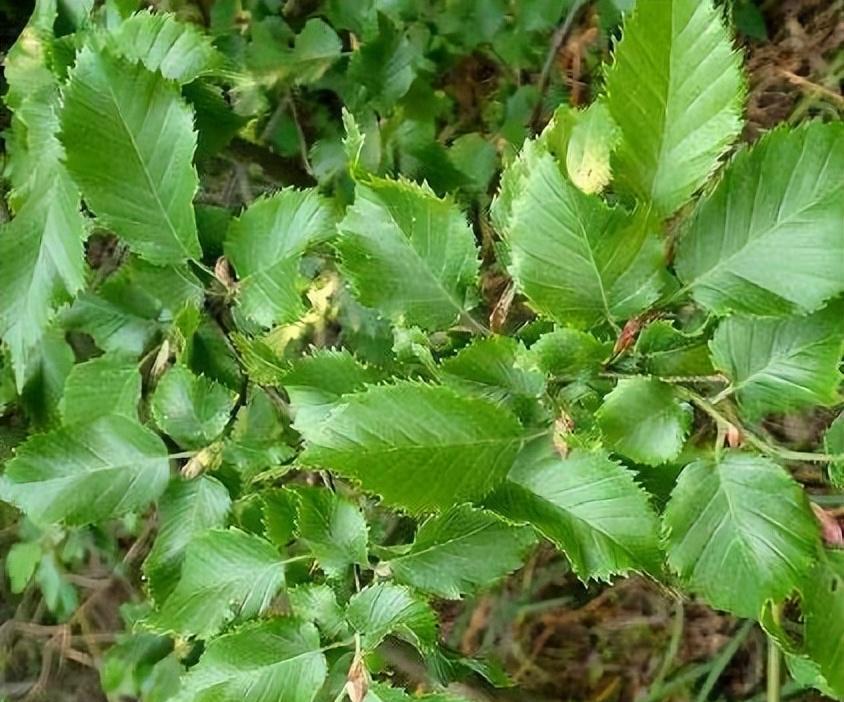 “地球独子”普陀鹅耳枥，野生植株全球仅一棵，曾上天宫一号育种