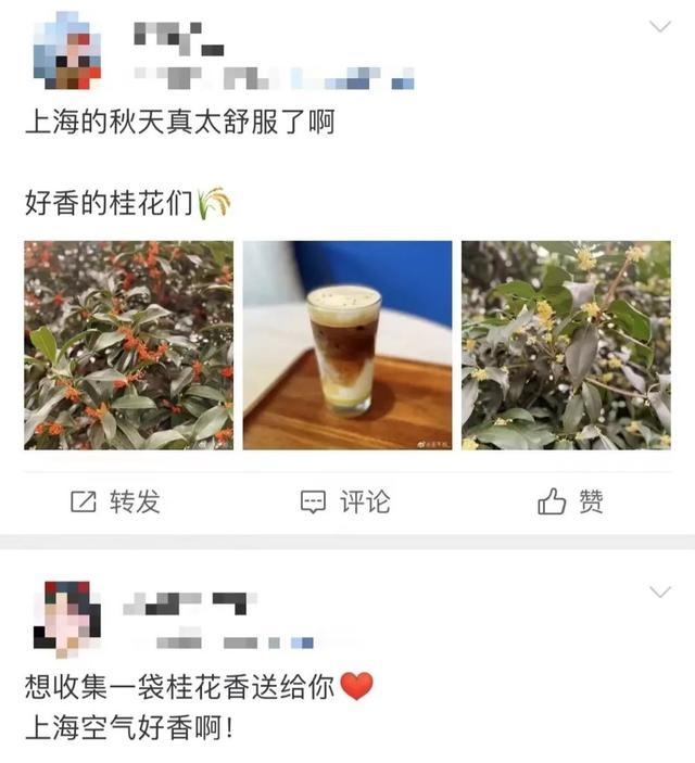 你知道桂花为啥夜里更香吗?黄浦最大成片桂花林香醉游人!
