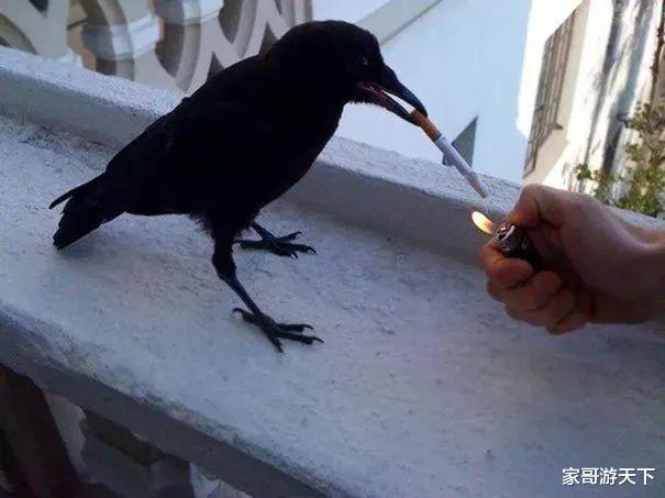 天下乌鸦不一般黑,乌鸦的智商仅次于人类