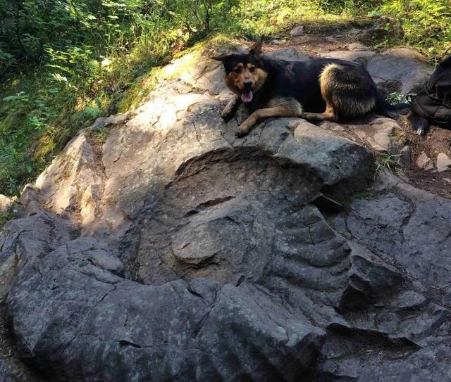 森林公园|40个让人敬畏的巨物