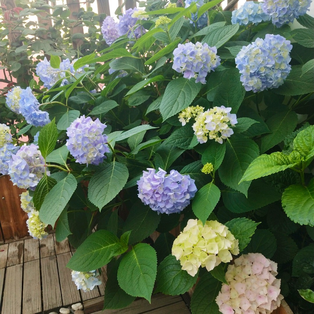 五年前买了顶楼,送了个10㎡小露台,自己折腾成空中花园,太美了