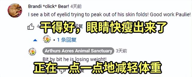 眼线 猪减肥的时候都在吃些什么？
