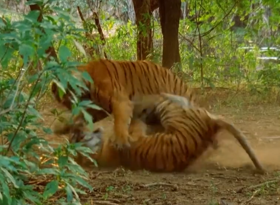 母老虎猎杀成年巨鳄的真实场景,摄影师都看瘫软了,凶残至极