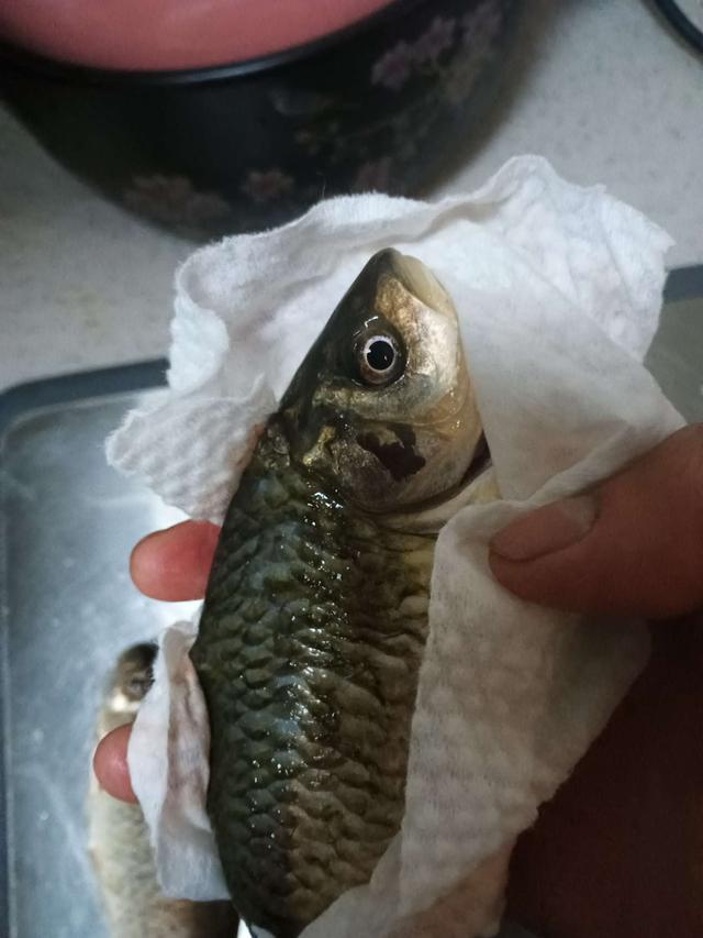 寒潮|寒潮来袭，鲫汤暖心，钓鱼人依然在路上