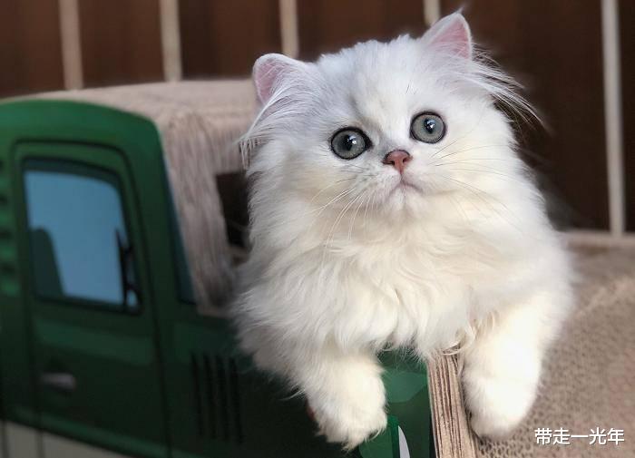 交配时,猫为什么叫声相当凄惨?人类与猫科动物又有哪些不同呢?