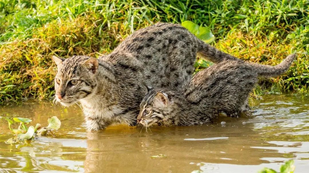 饵料|鱼猫用胡须触到水里探测到鱼，潜入水里抓到了鱼，上岸却被公猫抢走