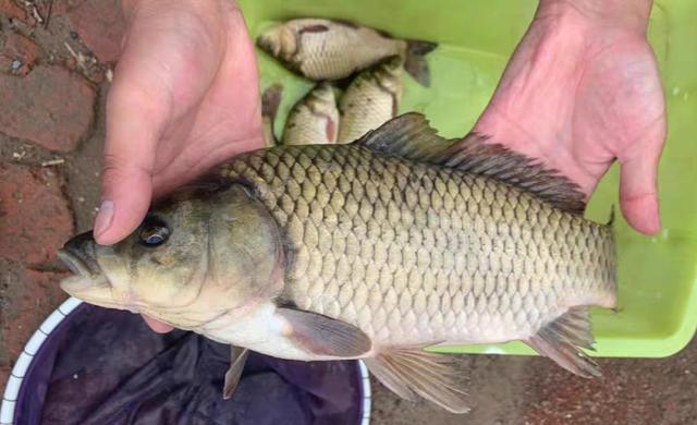 |上游放鱼下游钓,大妈急眼爆粗口,到底是谁没素质?