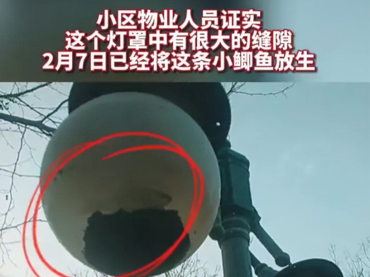 |路灯里面藏鲫鱼，你说稀奇不稀奇？看看鲫鱼的生命力有多顽强