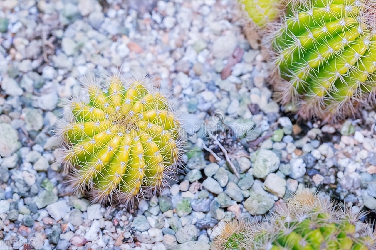 新房子养这6种花,高端大气又好养,满屋的甲醛都会被吸光