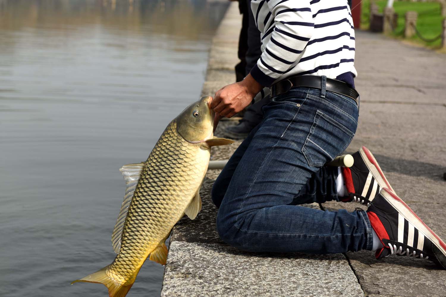 |钓野生鱼和钓养殖鱼有什么不同?垂钓野生鱼和养殖鱼的主要不同点
