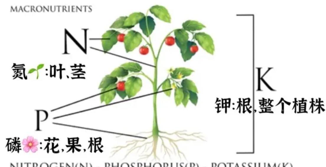 西红柿为何没有以前好吃了?科学家给我们讲出了实情