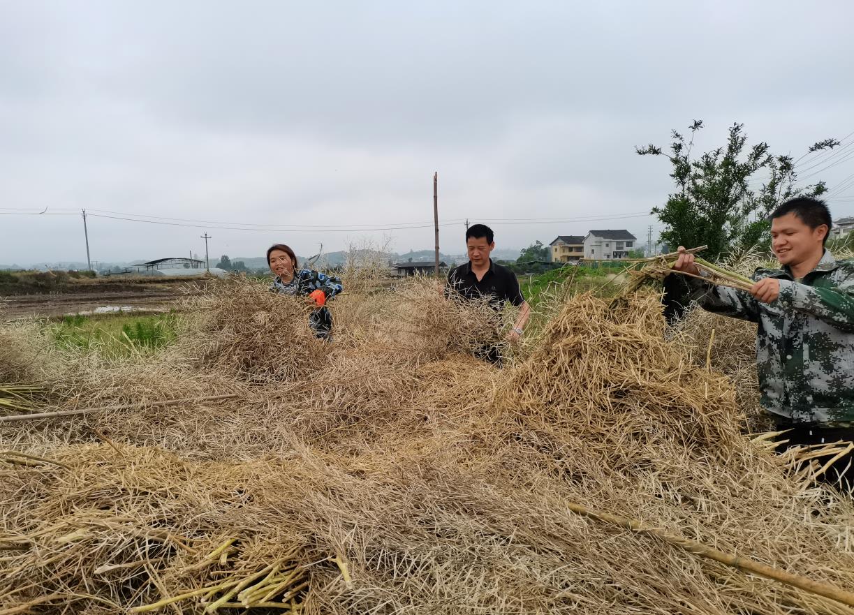 贵州|贵州黄平：旧州8000亩油菜籽收割归仓