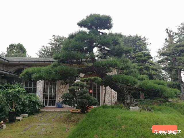 4种“镇宅树”,家里养一棵,漂亮又吉利,家里“贵人辈出”