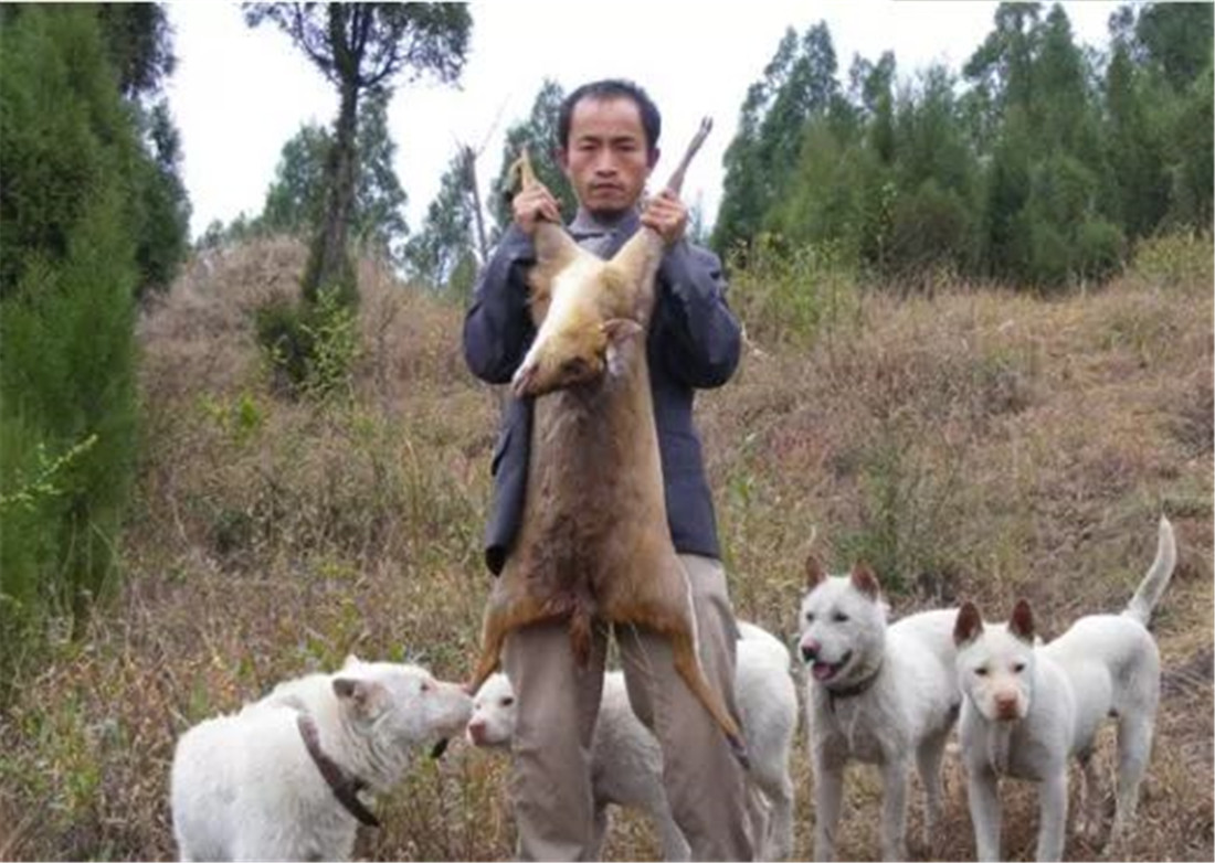 云贵高原出现犬彪,虎头蛇腰鼠尾,追上200斤野猪,扑过去活活咬死