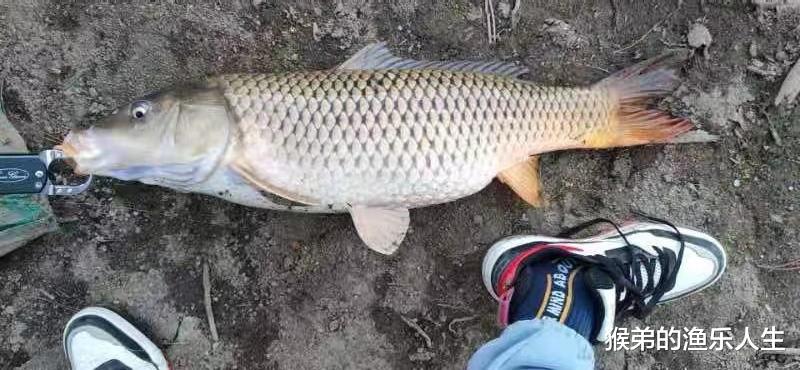 |“打重窝”就能钓到巨物?别再上当了,钓大鱼还是老办法好使