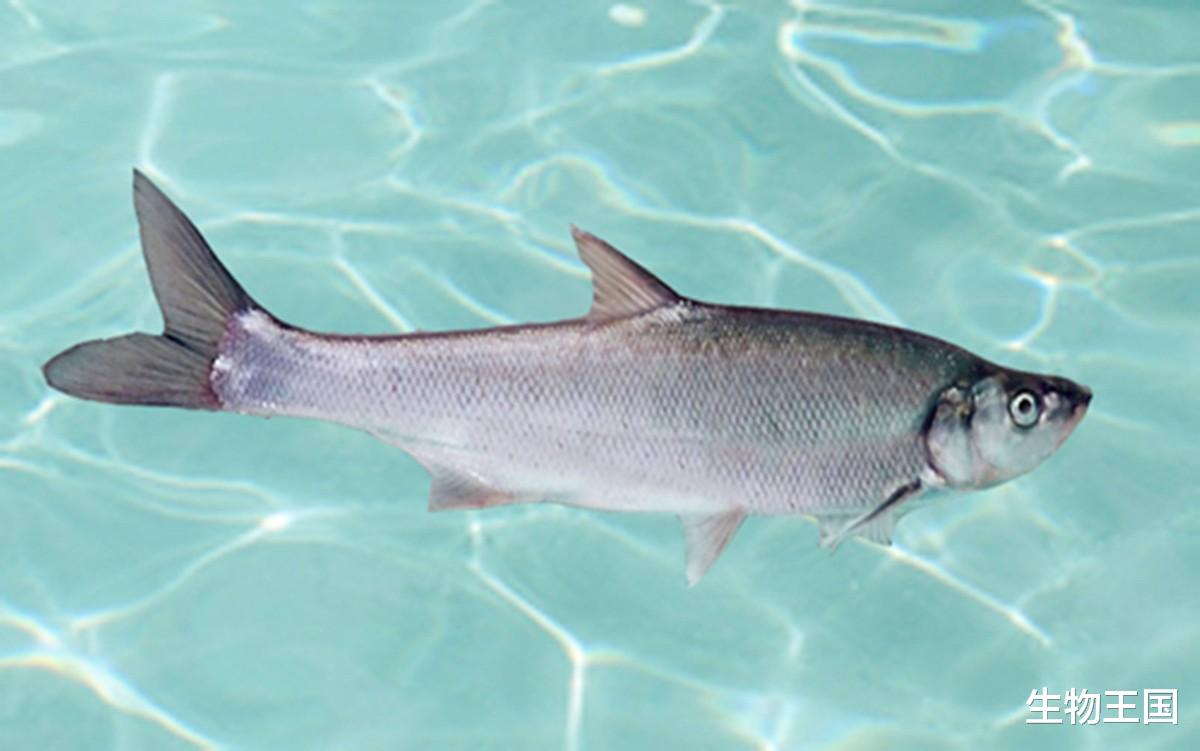 饵料|外来鱼入侵四川第二大淡水湖，为何能疯狂繁殖100多吨，是不好吃？