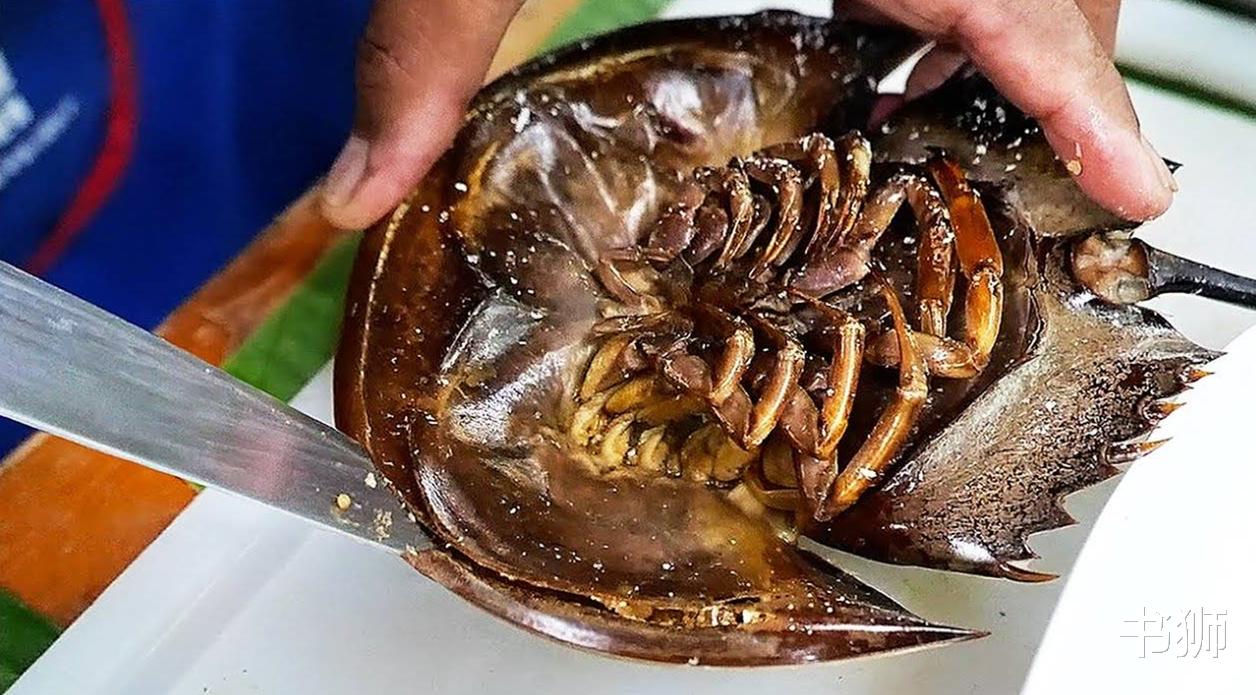 5亿年前就有的生物,蓝色血液剧毒,却“一滴千金”