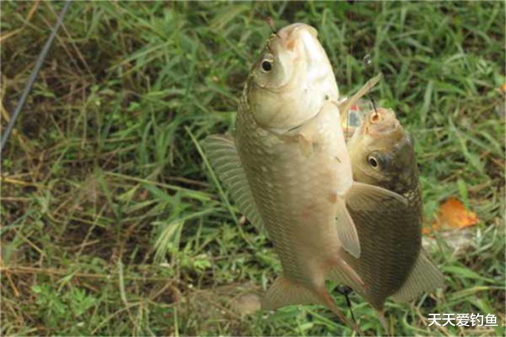 |春季钓鱼，技巧上6个显著变化，变化之中找准规律，妥妥的爆护！