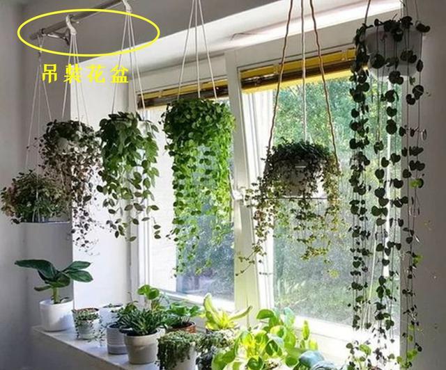 窗边也能用来种花,夏天庇荫刚刚好,家里没有院子的建议参考