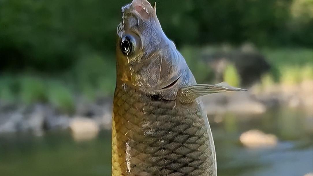 |钓鱼是一种情怀，高处自有风景在，人生本是多尘埃！