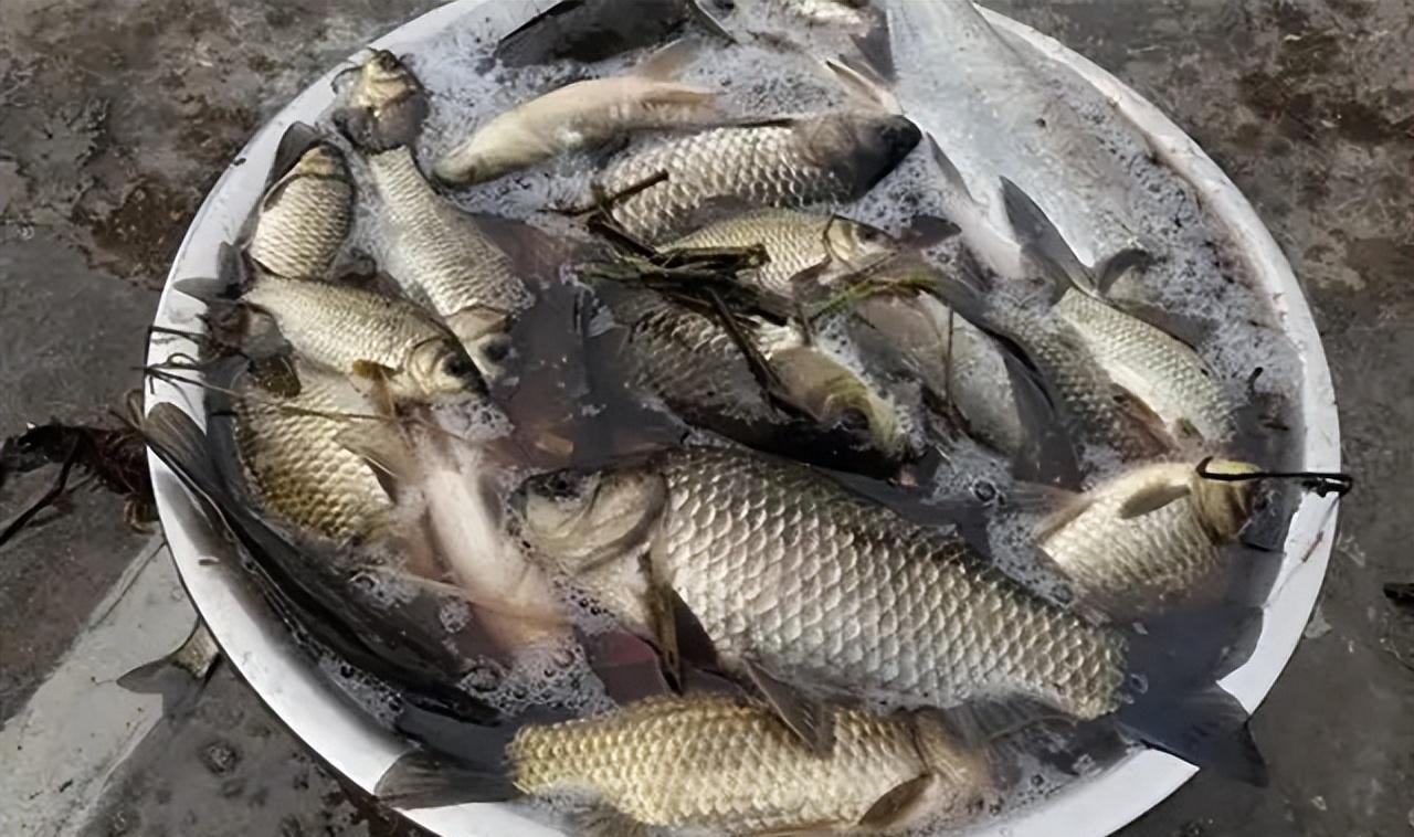 饵料|冬天野钓鲫鱼，6个实用的垂钓技巧