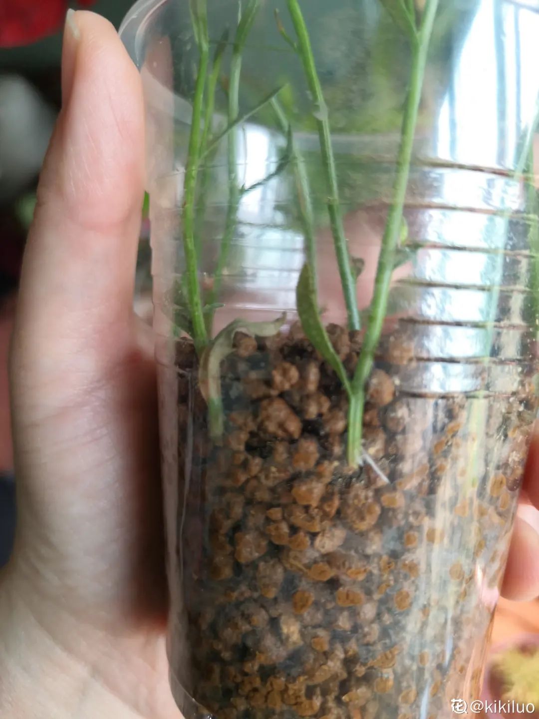 小阳台的爆花机器, 1棵爆出一大盆,窗台、晾衣杆都挂满