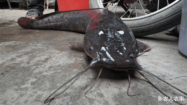 |退休大爷钓鱼打发无聊，罕见收获“米级”大货，家人却说不能吃