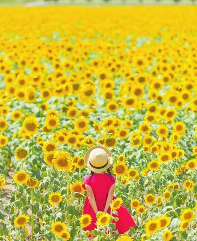 宫崎骏|日本爸爸把女儿拍成宫崎骏动画，治愈无数人，每天都有上万人催他晒娃！