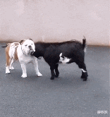 娱乐圈|央视爸爸：拯救不了娱乐圈，那我就接手娱乐圈