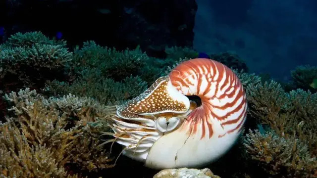 鹦鹉螺：号称五亿年“活化石”，逃过5次大灭绝，它有多少秘密？