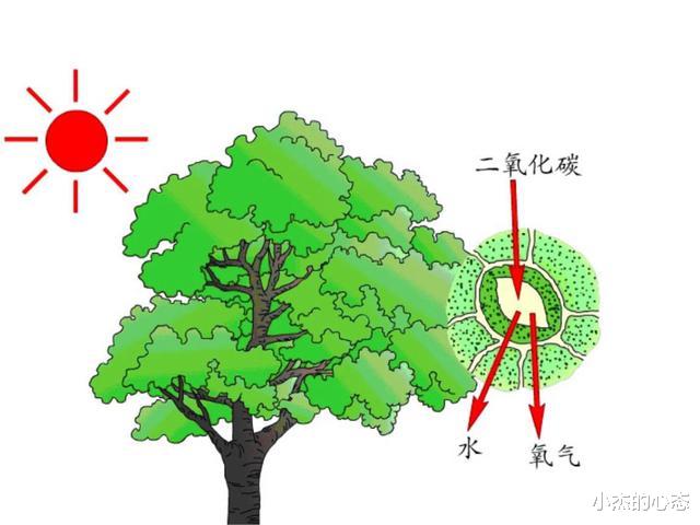 2300万年前的“树叶”,给人类“提了个醒”,那可以太空移居吗?