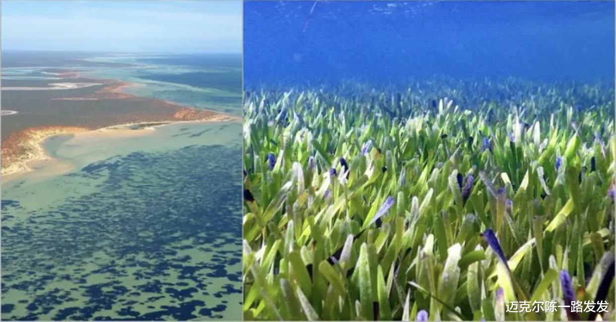 科学家在澳洲海岸发现世界上最大植物 从一颗种到一片田面积是曼哈顿的3倍