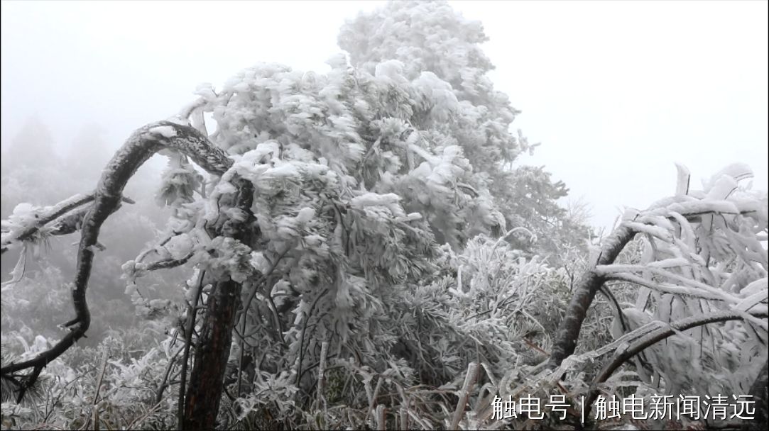 雾凇|清远连州潭岭银装素裹，雾凇景观美不胜收