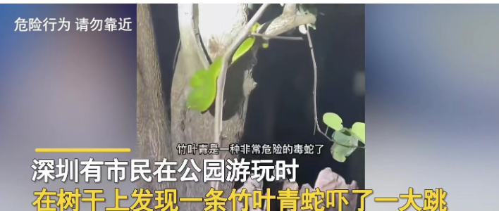 广东深圳。一男子到沙河公园游玩,由于天色渐晚,男子不经意间看到一棵树上好像有什么东西在反光