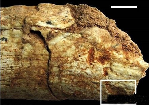 ?考古学家发现:50万年前被动物咬死的人类的骨头