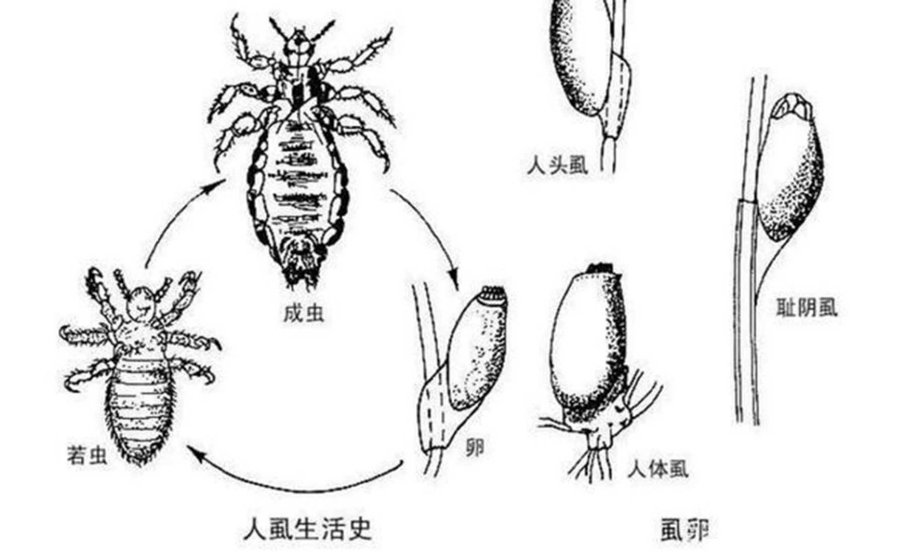 见证了人类“褪毛史”的它，竟然在我们的生活中消失了？