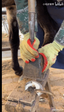 老中医 小毛驴“暴力”美甲：是谁爽翻了？