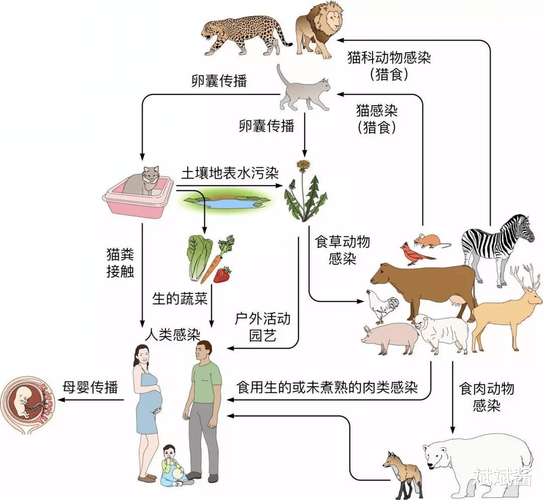 狼想成为狼王的概率,和弓形虫有关吗?研究表明:概率高出46倍