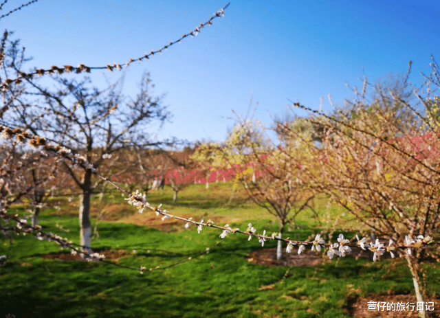 旅顺口区|春季赏樱网红打卡地，多达6万株樱花，这座东北的滨海城市上榜